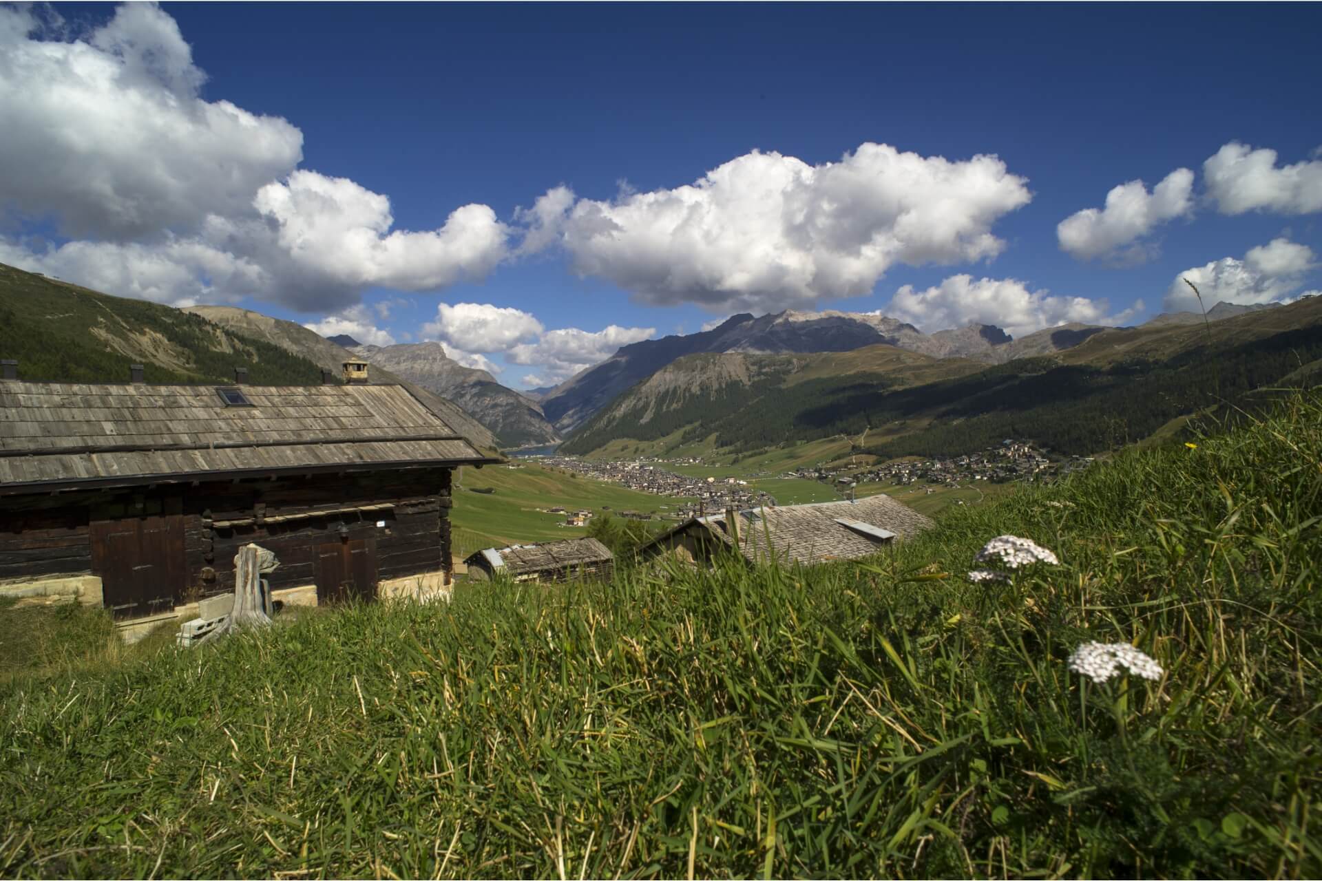 erba iva in Livigno with Alps on the background