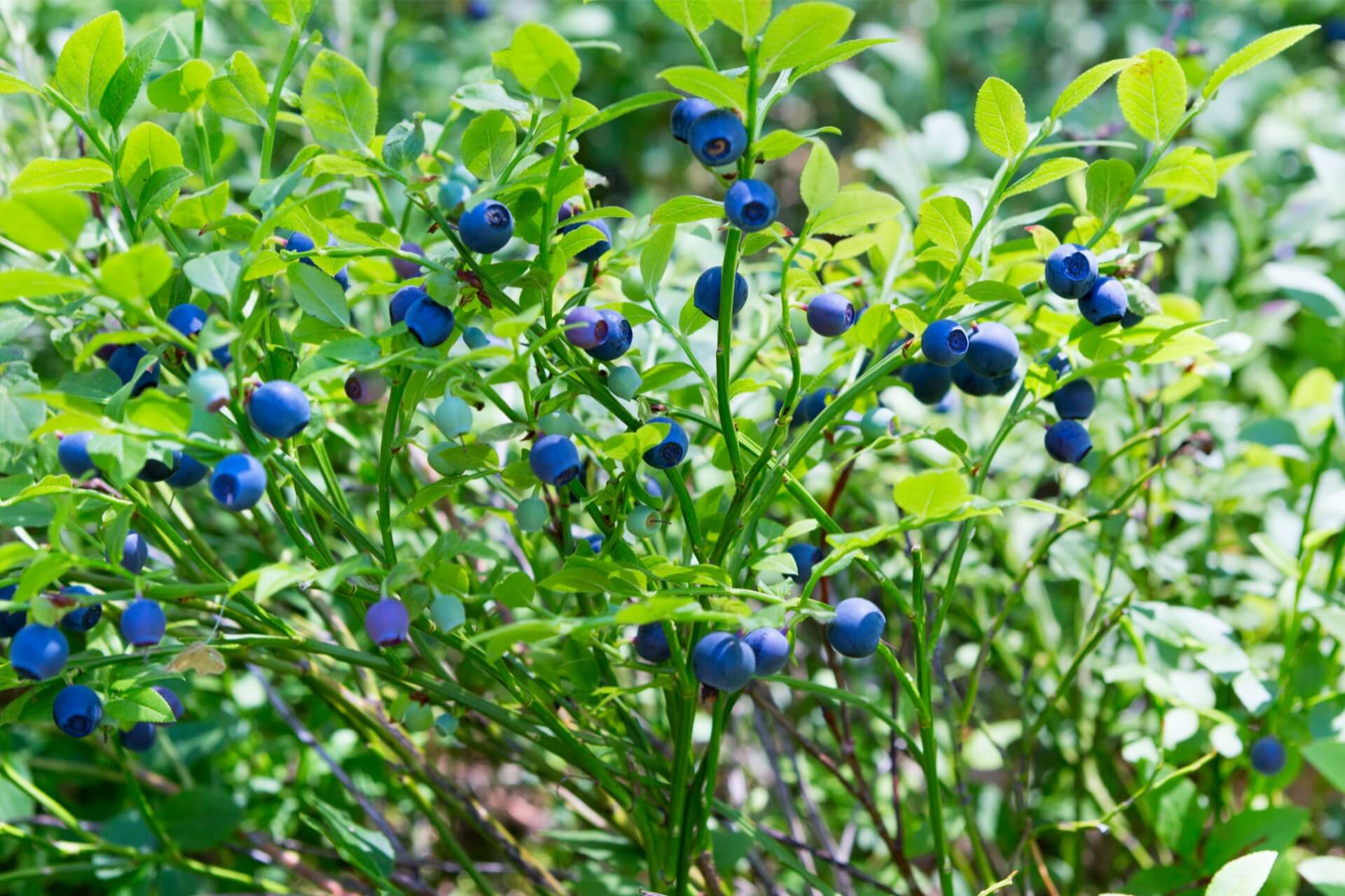 mountain blueberries in Livigno