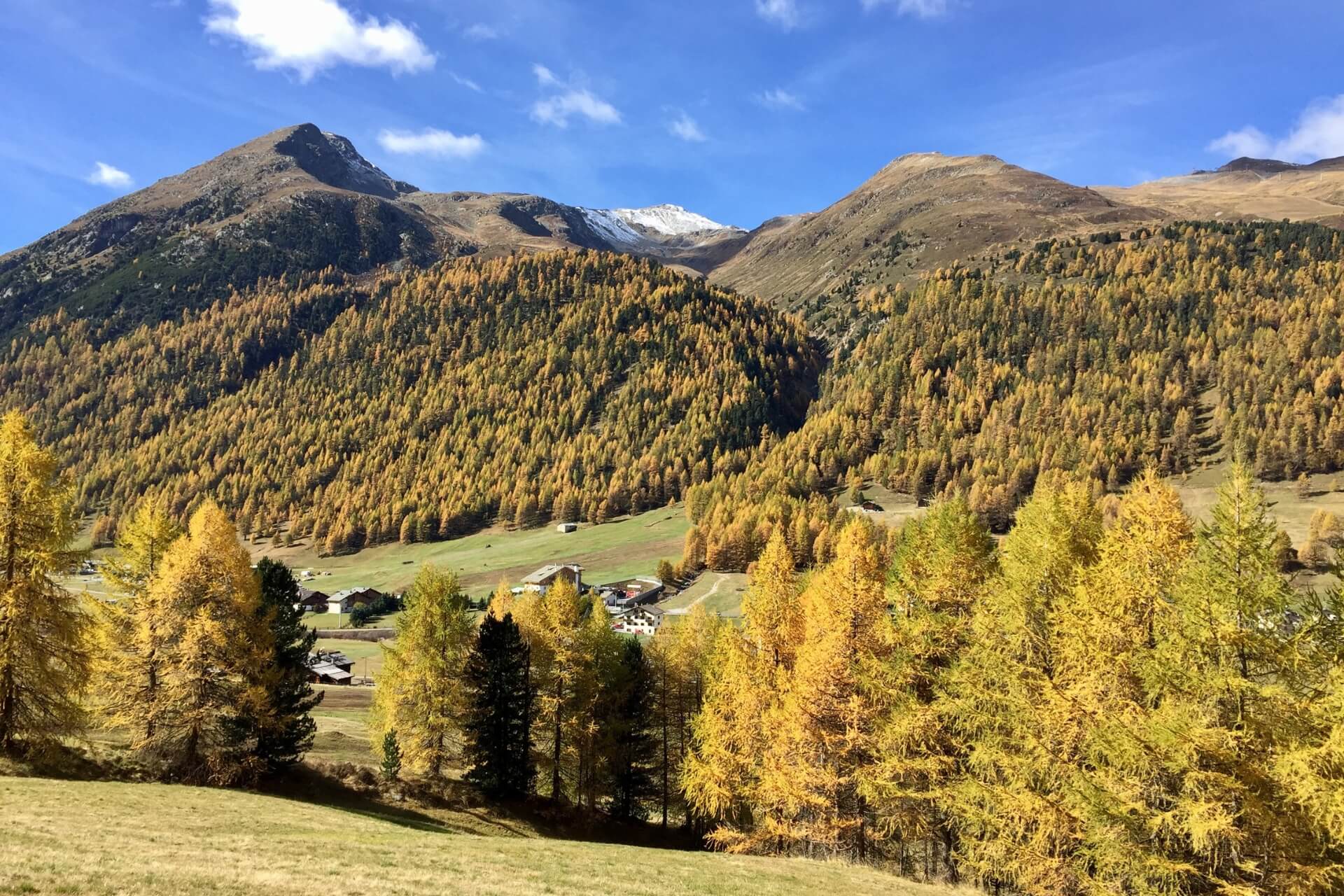 foliage autunnale a Livigno in montagna sulle Alpi